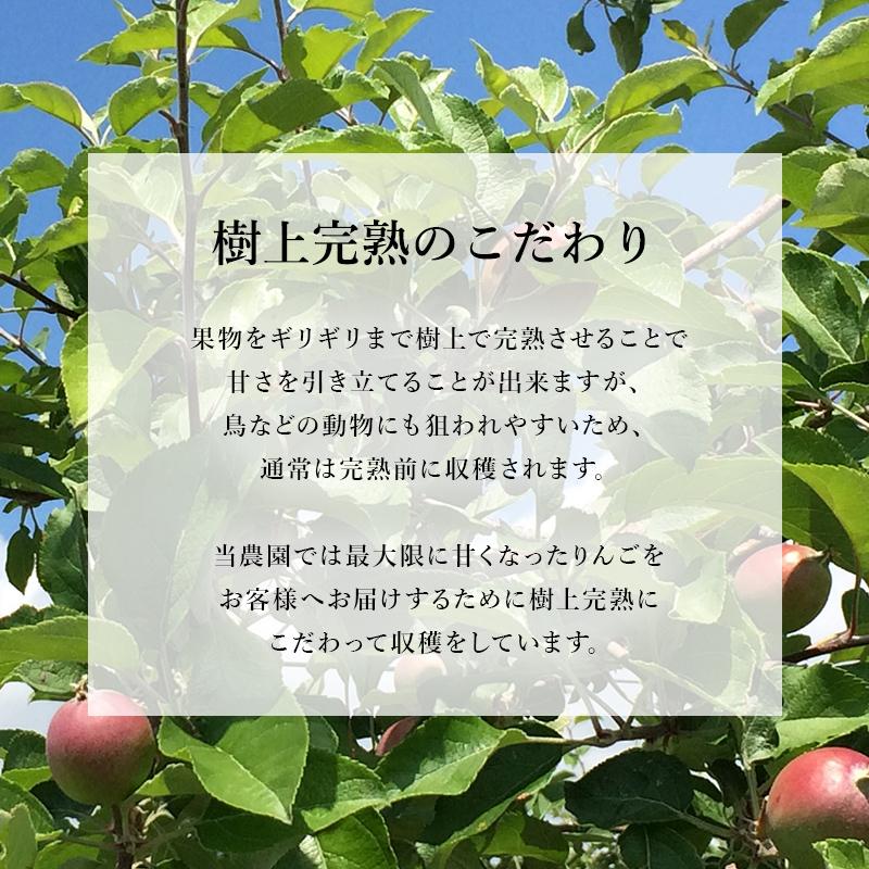 長野県産　サンふじ　りんご　蜜入りかも！　良品　5〜15キロ 長野県産 完熟 リンゴ 訳あり 5kg 林檎 りんご 蜜入り サンふじ