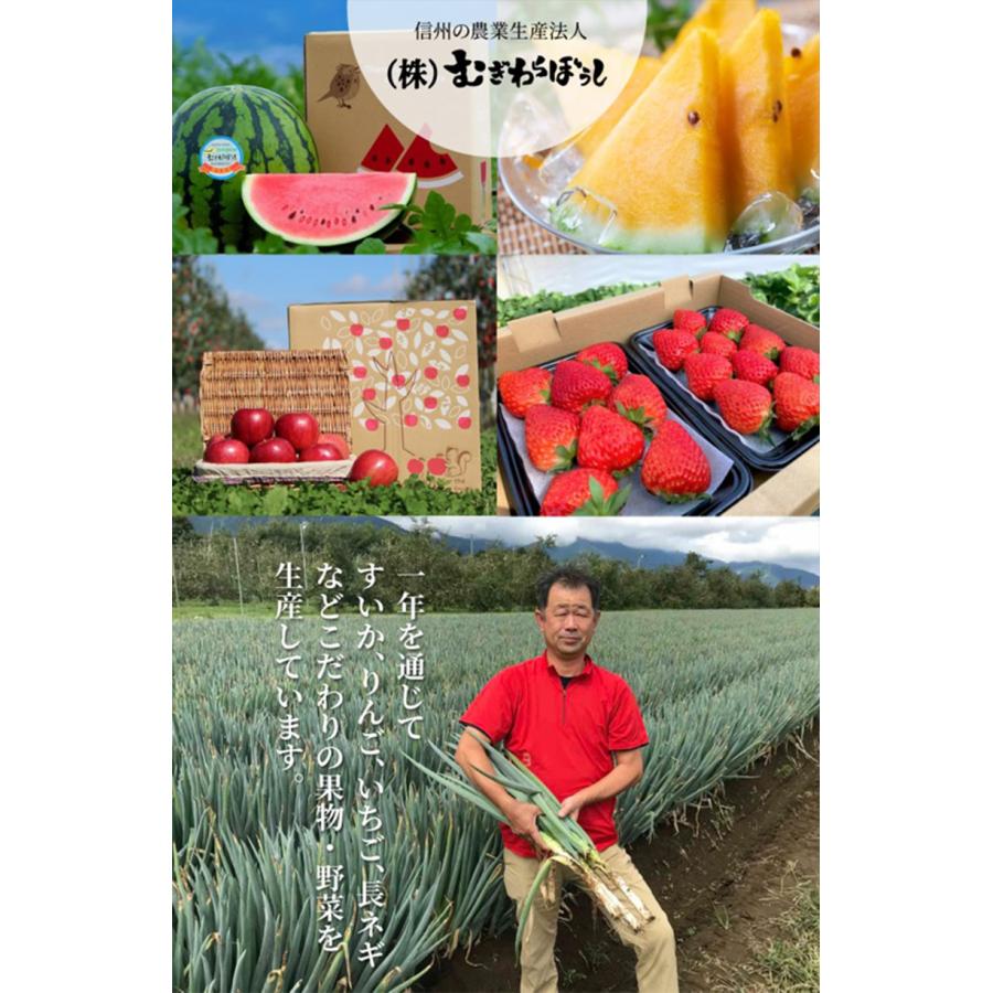 長野県産　サンふじ　りんご　蜜入りかも！　良品　5〜15キロ 長野県産 完熟 リンゴ 訳あり 5kg 林檎 りんご 蜜入り サンふじ