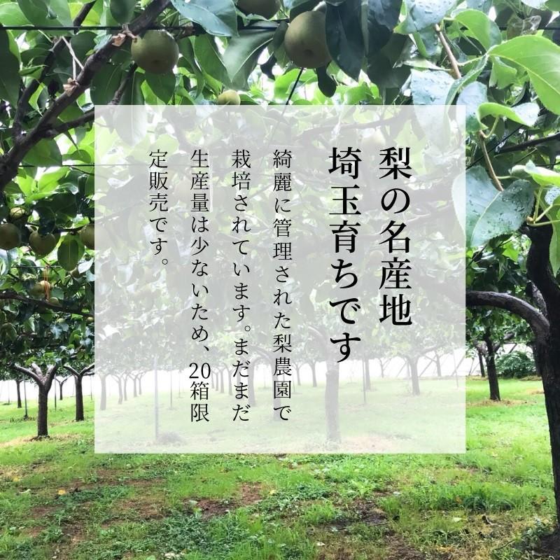 埼玉県産 彩玉梨 梨 果物 8〜12玉 約5kg くだもの フルーツ プレゼント 予約商品 予約 送料無料 スミフル sumifru こだわり 【8/25ごろ発送】 |  | 03