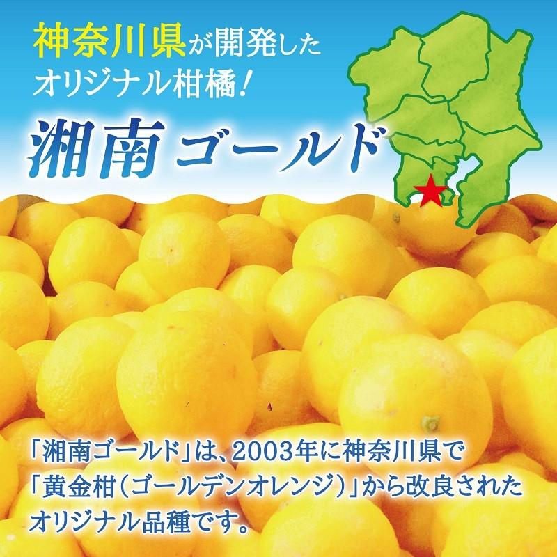 湘南ゴールド 2.0kg みかん 柑橘 厳選 国産果実 果物 フルーツ 人気