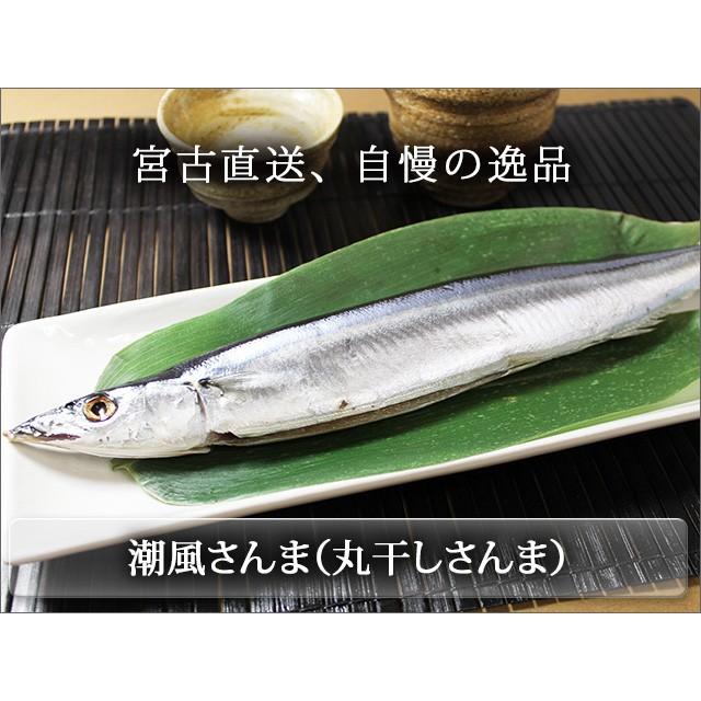 宮古直送　潮風さんま（さんまの丸干） | 