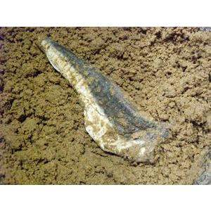 ふぐの糠漬（桶だしバラ売り） |  | 03