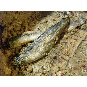 にしんの糠漬 にしんぼ ニシン漬け にしん漬け 桶出しバラ売り こんかにしん 石川県 金沢 お土産 |  | 02