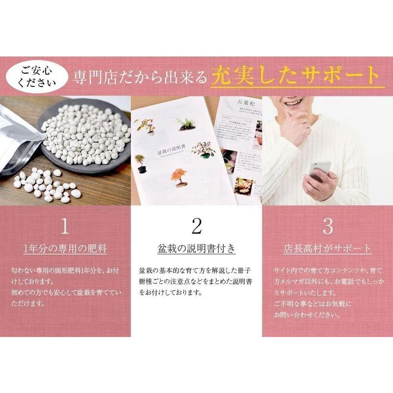盆栽 盆栽妙 松盆栽とはじめて道具セット 初心者 松盆栽とはじめて道具セット 初心者 　盆栽妙 　 サイズ ×