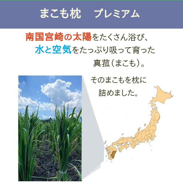 サンマコモ まこも枕 プレミアム 発酵まこもチップ入り 健康枕 安眠枕