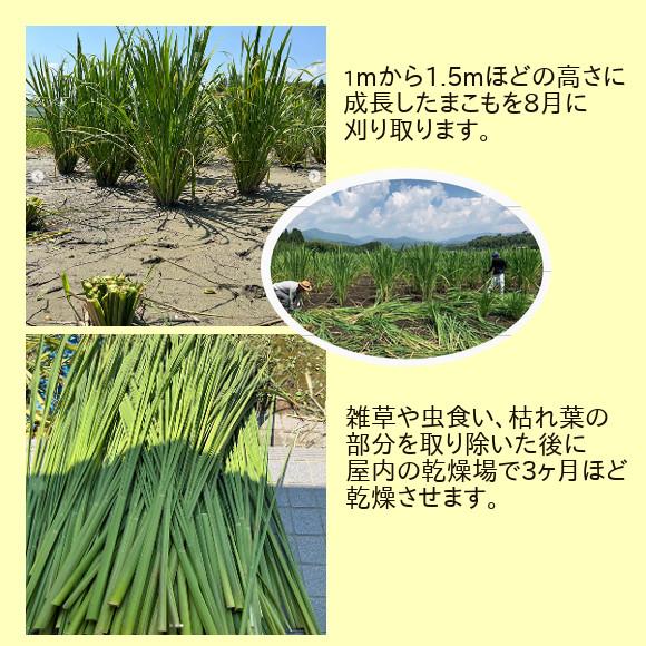 サンマコモ まこも枕 プレミアム 発酵まこもチップ入り 健康枕 安眠枕