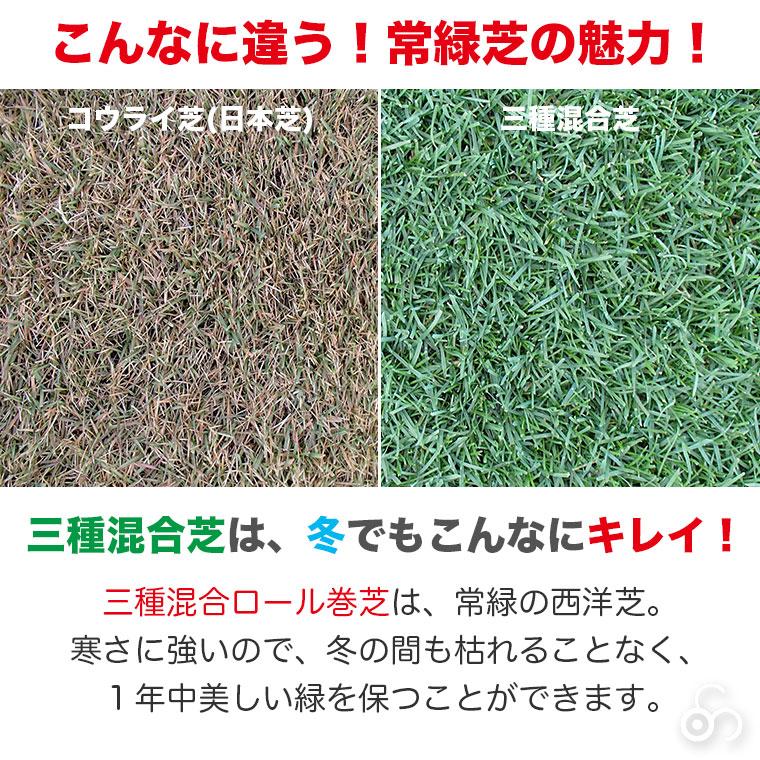 芝生 天然芝 三種混合ロール巻芝 (芝生 通販)｜sun-wa｜07