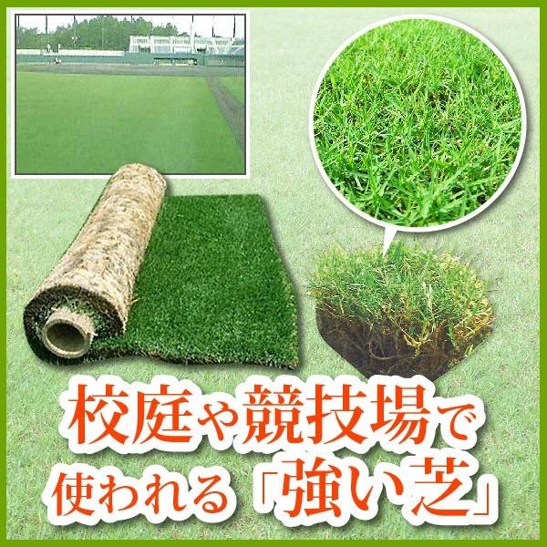 芝生 天然芝 ティフトン芝 ロール巻芝 (芝生 通販) : サンワ 