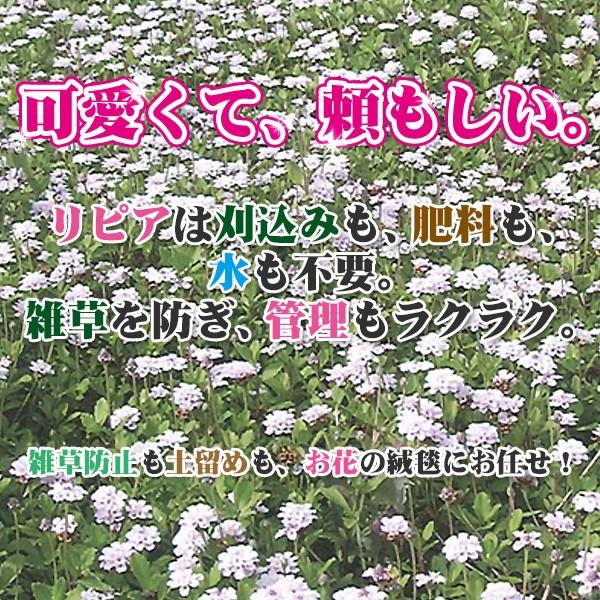芝生 天然芝 花マット リピア ヒメイワダレソウ ピース 1ケース50個入