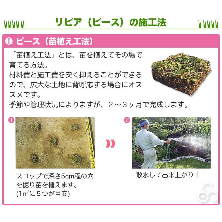 芝生 天然芝 花マット リピア ヒメイワダレソウ ピース 1ケース50個入