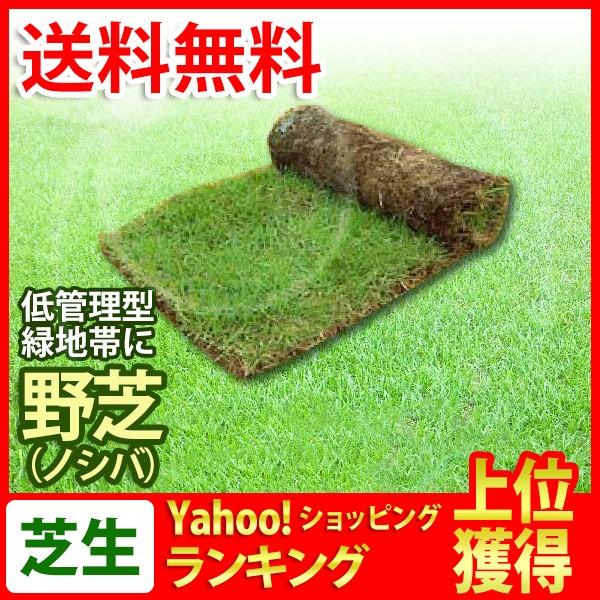 堅実な究極の 芝生 天然芝 野芝 通販 人気特価激安 ノシバ ロール巻