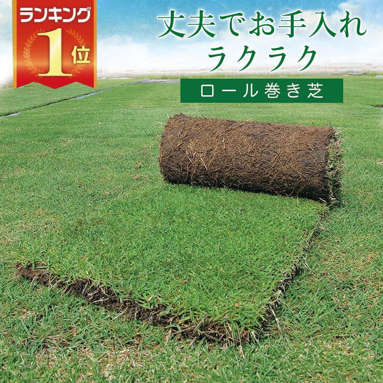 Al完売しました 芝生 天然芝 野芝 ノシバ ロール巻 通販