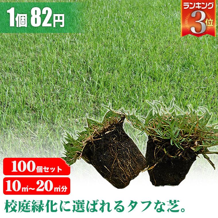 芝生 天然芝 ティフトン ポット苗 セルトレー 5cm角×100個 (芝生 通販)（Yahoo!・サンワショッピング）