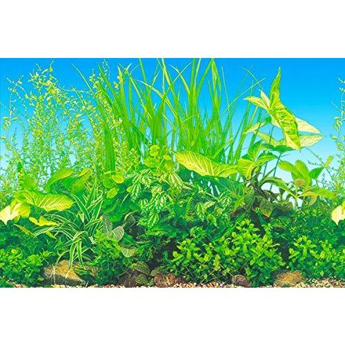 水槽 魚タンク バックスクリーン 両面印刷 背景 水族館ポスター 水槽の飾り H 60x40cm A B08hw7cxkm 太陽4号ヤフー店 通販 Yahoo ショッピング