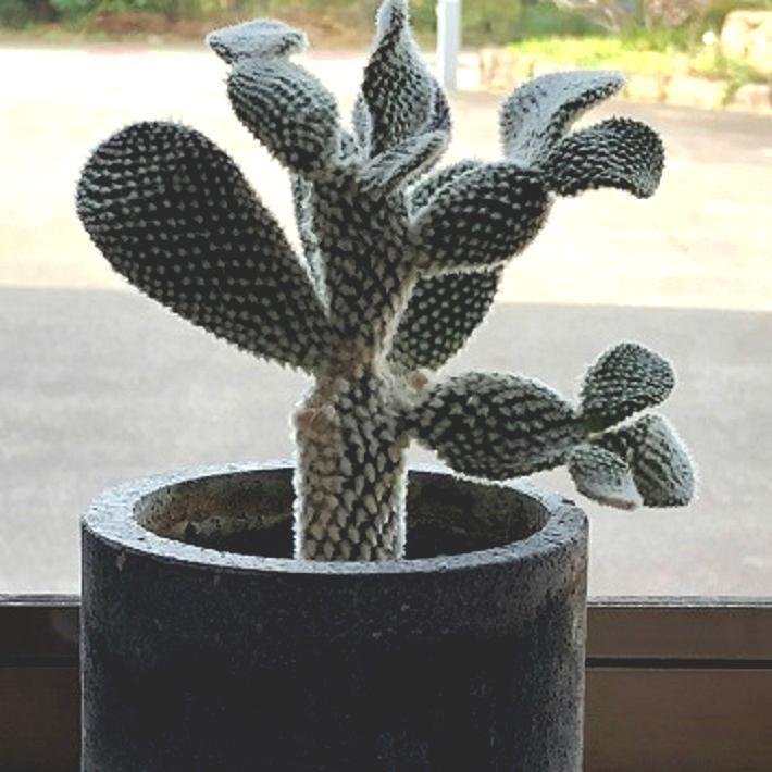 溶岩石の植木鉢、岩の鉢。 溶岩石の植木鉢、岩の鉢。 園芸用品 - KAEDE-SUPPORT