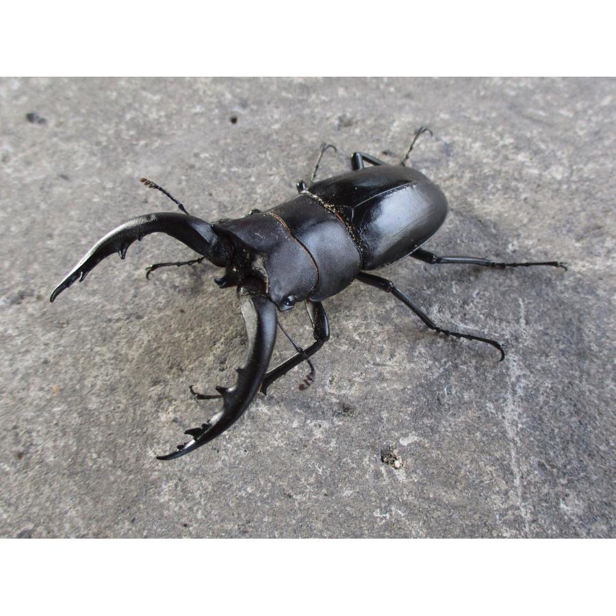 たなかさまオオクワガタノコギリペア 交尾させたらオスがだらしない格好になった！ギラファノコギリクワガタ