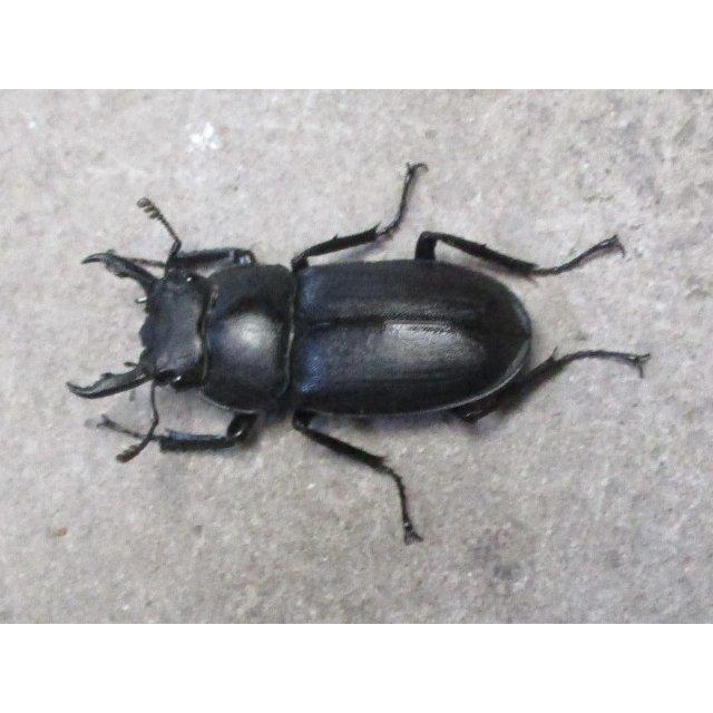 アマミシカクワガタ 小型♂ペア 奄美大島産 : SUNAUTO ヤフーショップ
