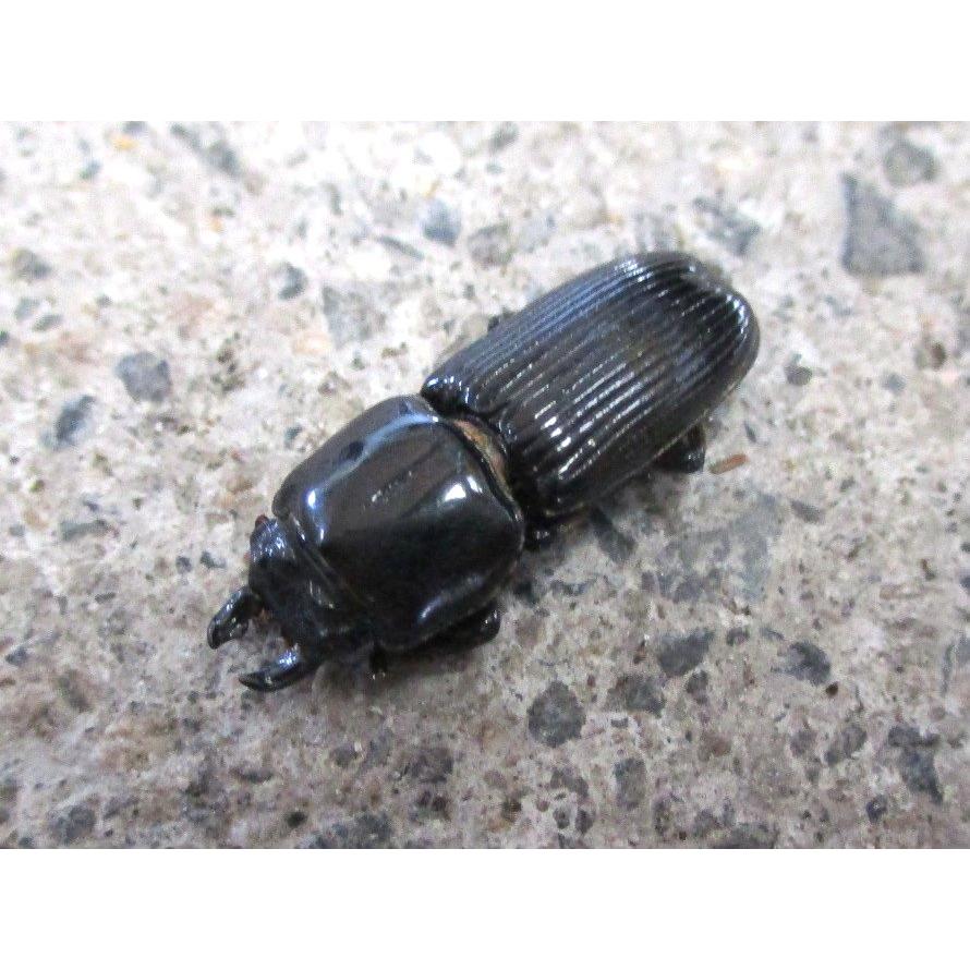 ★レア種★ 天然チビクワガタ 5匹セット 岡山産 | 