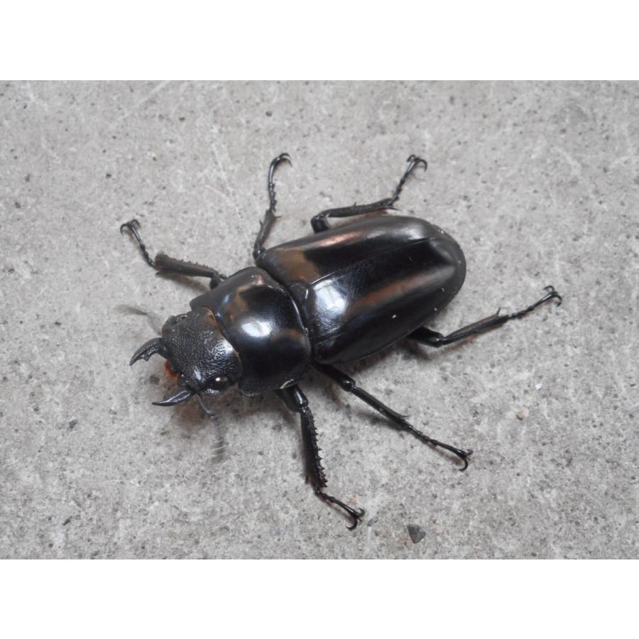 ギラファノコギリクワガタ 中型♂80mm〜ペア フローレス産 : SUNAUTO