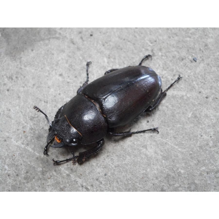 天然ノコギリクワガタ 特大♂65mm〜ペア おまけ小型♂付き 岡山産