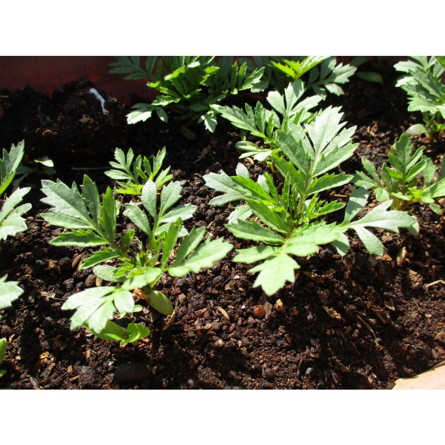 マリーゴールドの苗 Marigolde Sunauto ヤフーショップ 通販 Yahoo ショッピング