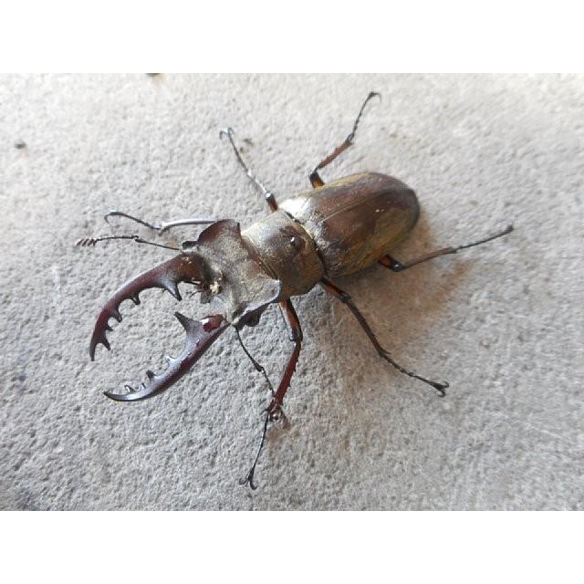 天然 ミヤマクワガタ 中型ペア Miya M Sunauto ヤフーショップ 通販 Yahoo ショッピング