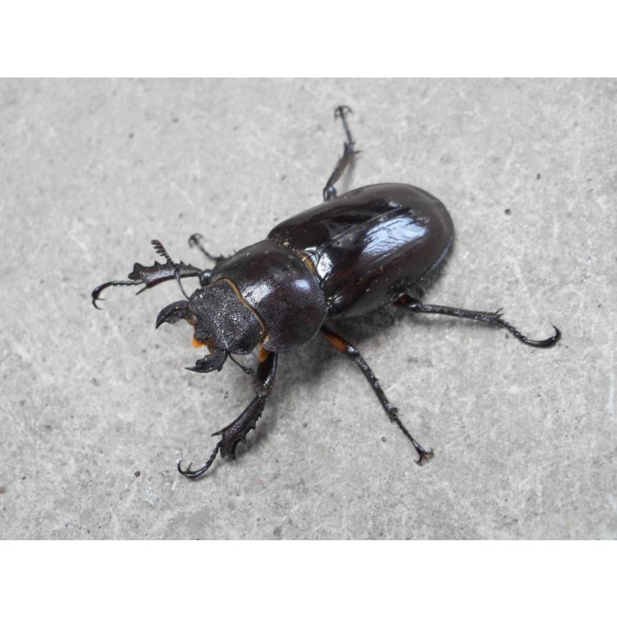 天然ミヤマクワガタ 中型♂50〜59mmペア 岡山産 : SUNAUTO ヤフー
