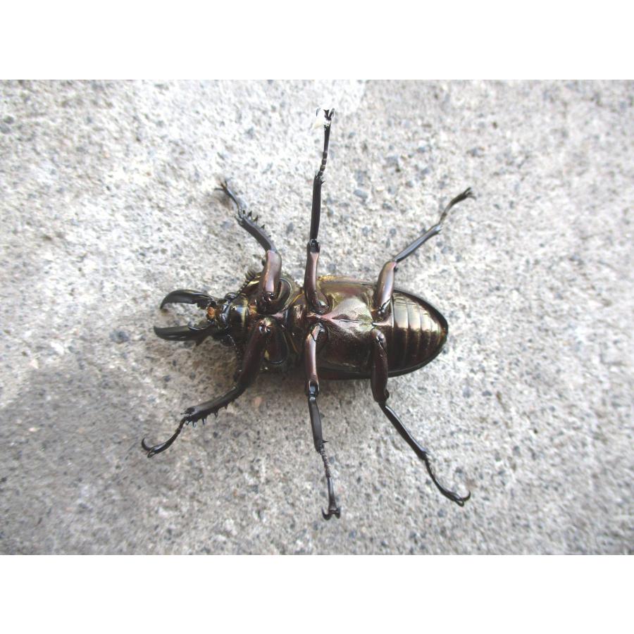 ブラウン系 ニジイロクワガタ 中型♂ペア クイーンズランド産