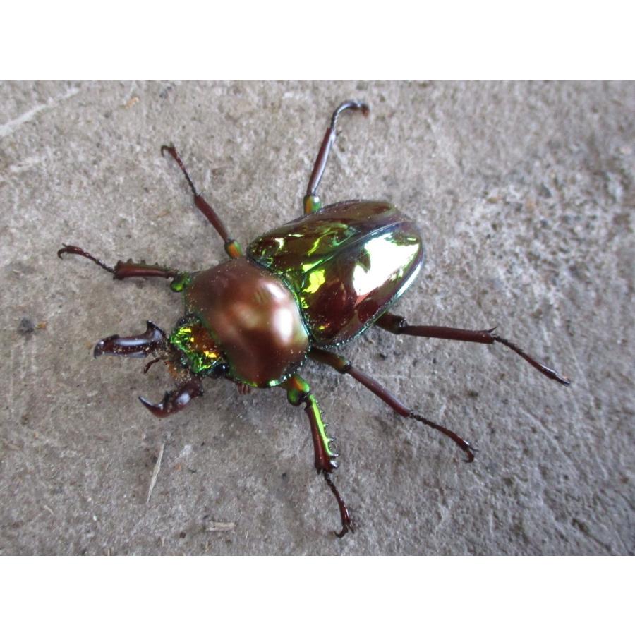 ニジイロクワガタ 中型 40mm ペア クイーンズランド産 Nijin M Sunauto ヤフーショップ 通販 Yahoo ショッピング