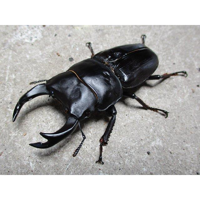 原色昆虫類甲虫図鑑　佐賀産オオクワガタ 2023/6/1 今期大型・極太系オオクワガタと佐賀産オオクワガタの