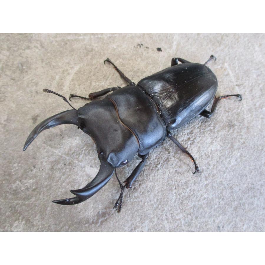 激レア　美品　沖縄産　ソメワケカタベガイ Amazon.co.jp: 太洋産業貿易 ぬいぐるみ ワイルドグラフィ カメ