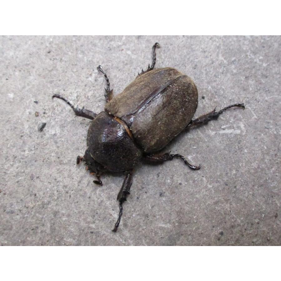 サビイロカブト ペア スラウェシ産 |  | 01