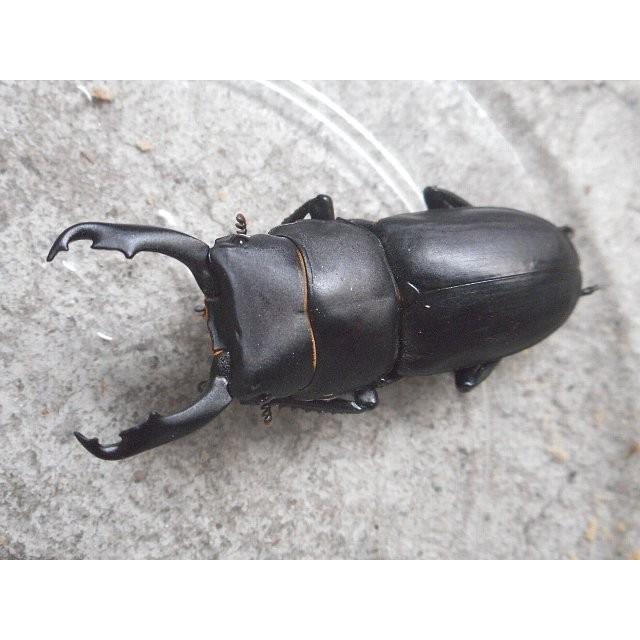 天然スジクワガタ 大型♂30mm〜ペア 岡山産 : SUNAUTO ヤフーショップ