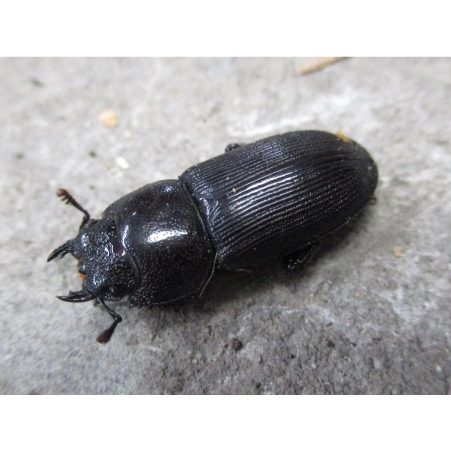 天然スジクワガタ 大型♂30〜34mmペア おまけ小型♂付き 岡山産