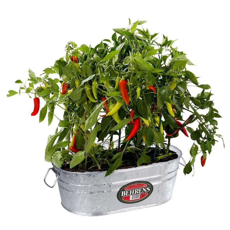 BEHRENS【ベーレンス】16ガロンオーバルタブHotDipped 3-OV |  | 01