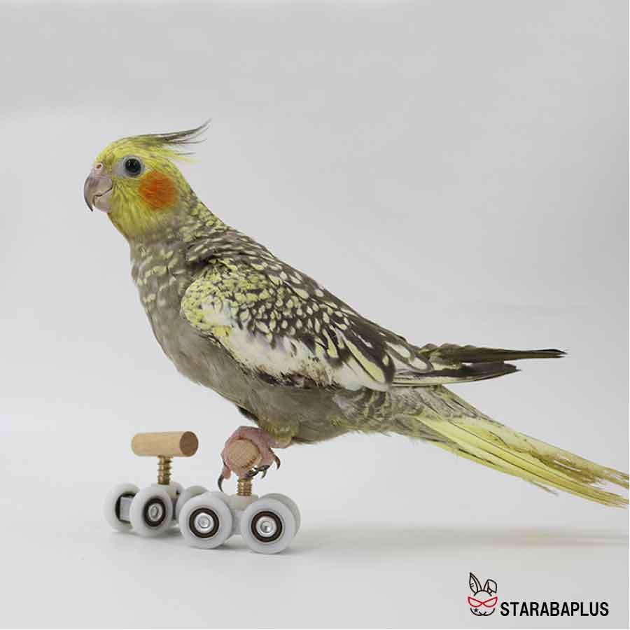 小鳥 インコ オウム ローラースケート ストレス解消 しつけ 訓練 学習 遊び ストレス解消 運動 メール便 送料無料 |  | 05