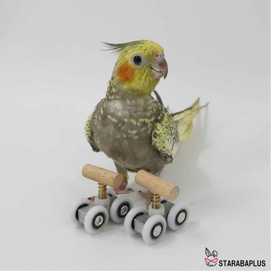 小鳥 インコ オウム ローラースケート ストレス解消 しつけ 訓練 学習 遊び ストレス解消 運動 メール便 送料無料 |  | 08