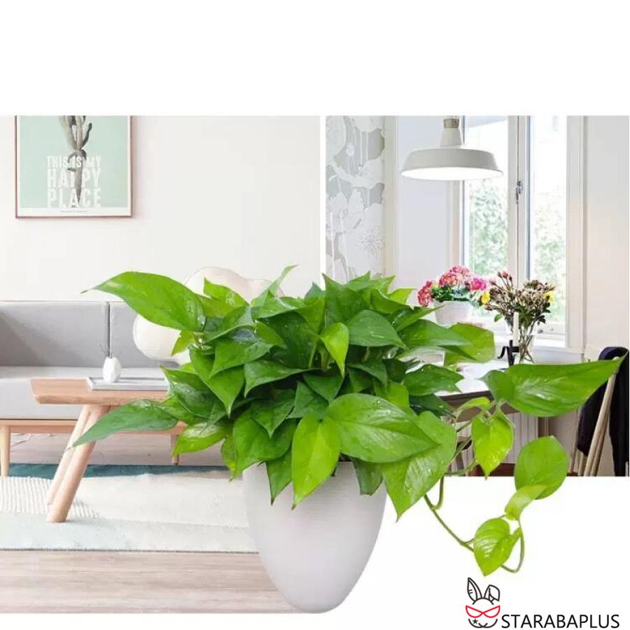 卵 オシャレ 壁掛け 吊り下げ モダン プランター ハンギングバスケット 観葉植物 インテリア 室内 屋外 おしゃれ 送料無料 |  | 10