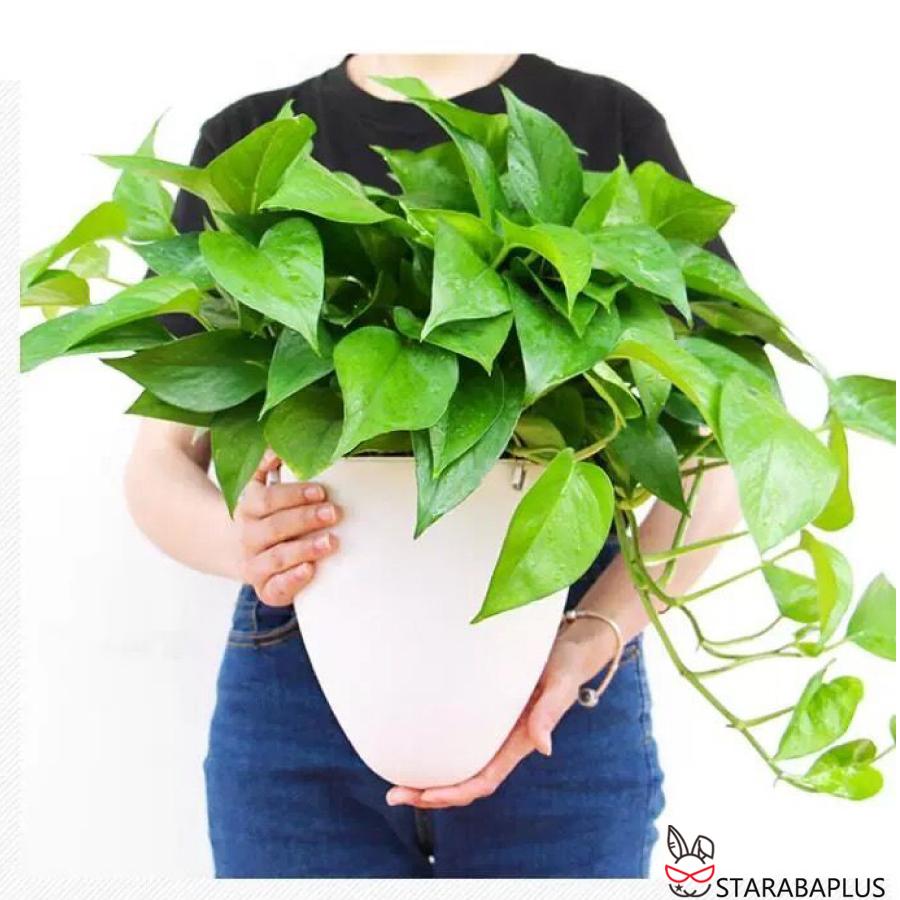 卵 オシャレ 壁掛け 吊り下げ モダン プランター ハンギングバスケット 観葉植物 インテリア 室内 屋外 おしゃれ 送料無料 |  | 11