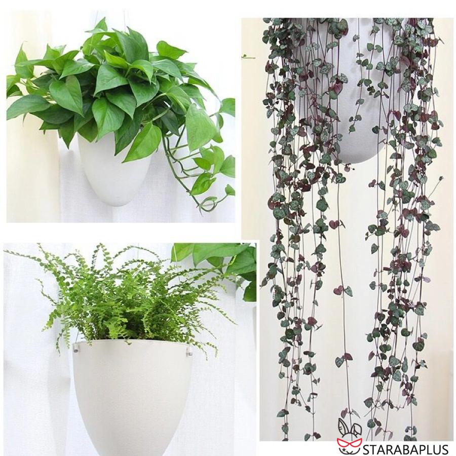 卵 オシャレ 壁掛け 吊り下げ モダン プランター ハンギングバスケット 観葉植物 インテリア 室内 屋外 おしゃれ 送料無料 |  | 09