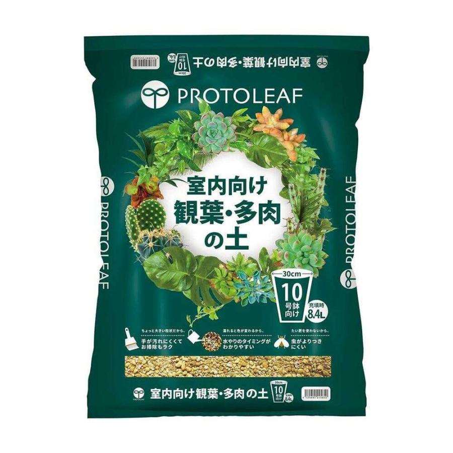 Top【選抜株】多肉植物 7354南阿の星 10個 鉢無し/脱土 minamijujisei