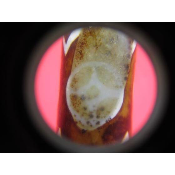 チベット天珠 雙心銭幣天珠 水晶 鉱物入り 一点物 : 天然石のお店Sun