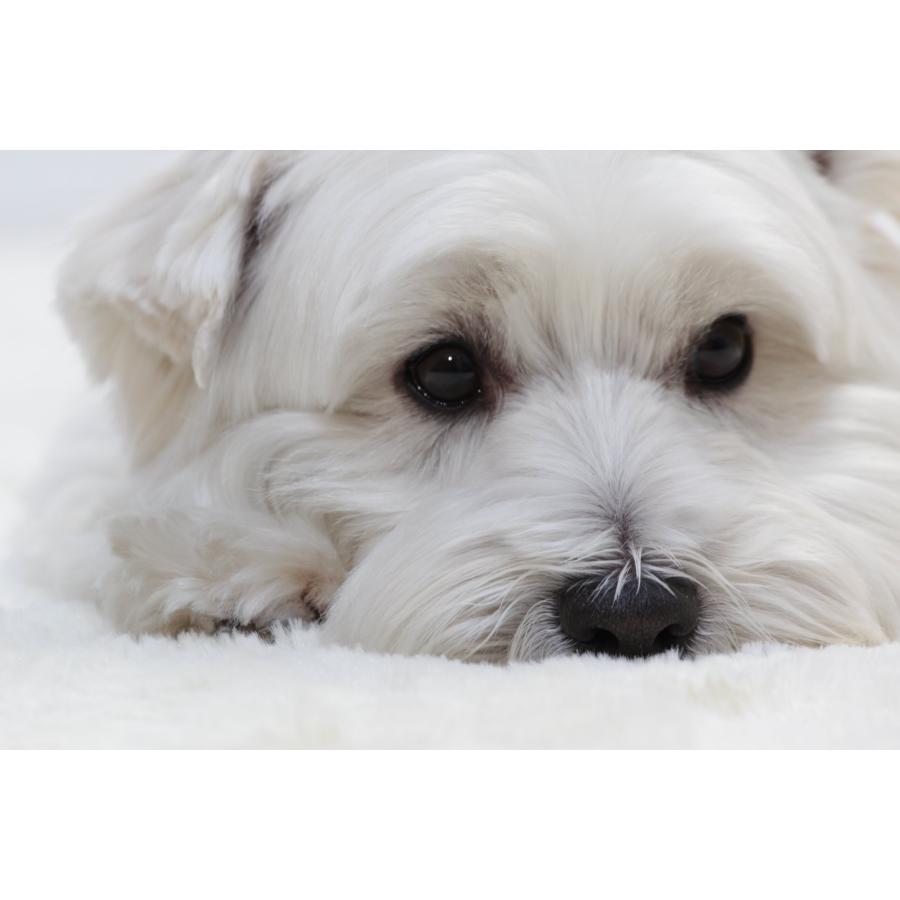 ウルトラ！ Canon 望遠ズームレンズ EF70-200mm F4L IS USM フルサイズ対応 【KU2189476056】(79365円)