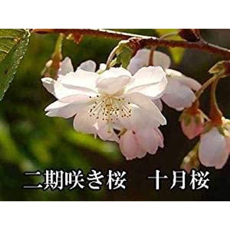 十月桜 ミニ盆栽 二期咲きさくら OhJgjDGU1F, 苗木、植木 - khantravel.mn