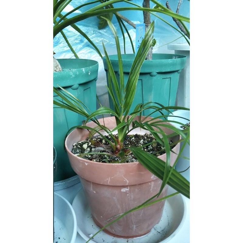 2024年度 採れたて 椰子の種10粒 フェニックスロベリニー種 送料