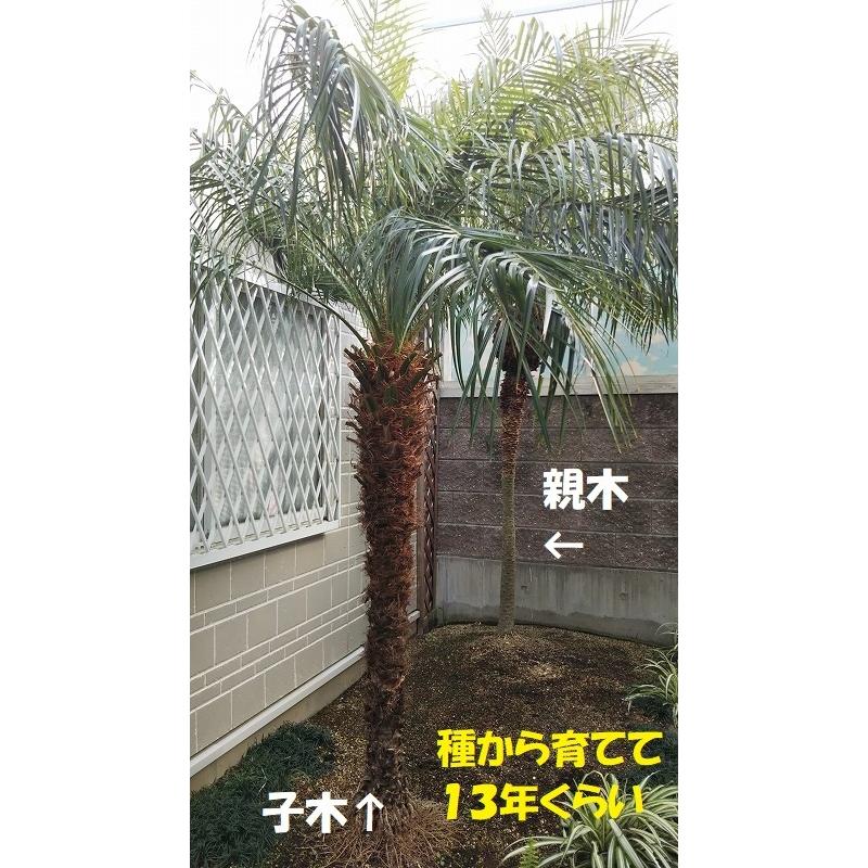 フェニックスロベレニー種（2,000粒） 2024年度 採れたて 椰子の種20粒 フェニックスロベリニー種