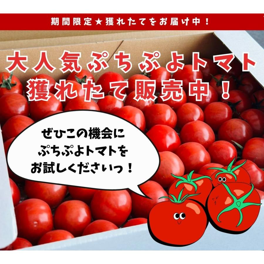 専用トマト様 Kuradashiオリジナル】訳ありトマトと乳酸菌のトマトゼリー