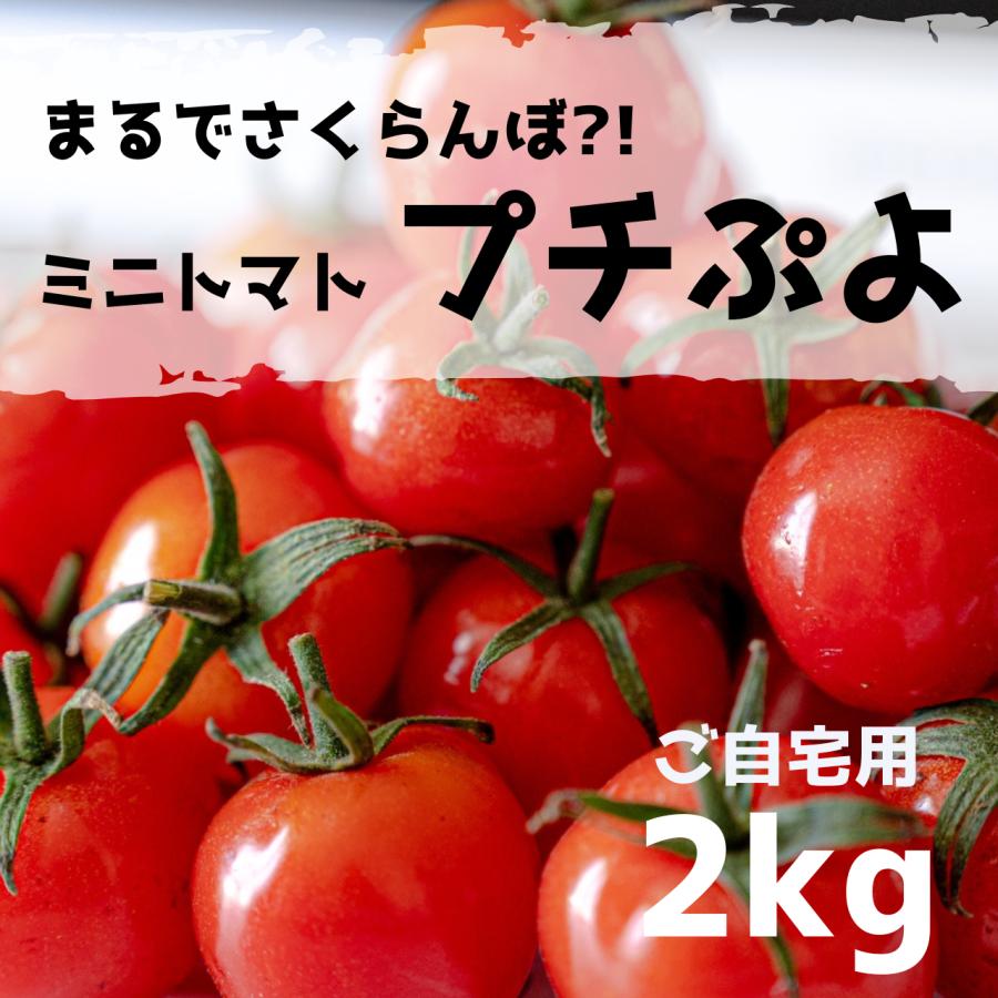 プチぷよトマト 2kg ご自宅用 トマト ぷちぷよ プチプヨ 送料