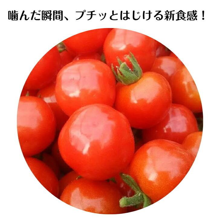 トマトさん♡専用 楽天市場】【ハニーミニ】ミニトマト プチトマト フルーツトマト