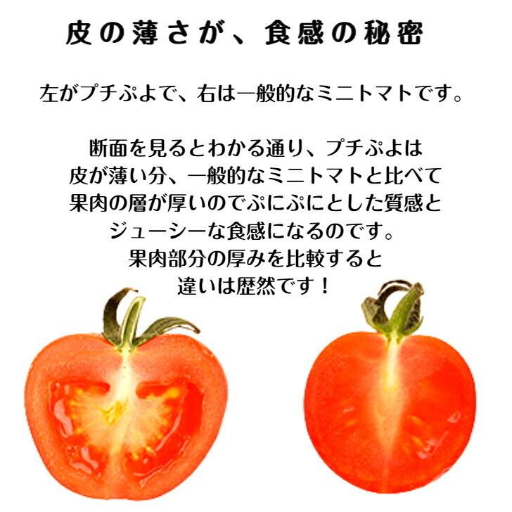 トマトさん専用 Amazon | ニチカン トマト支柱セット5個セット | 支柱